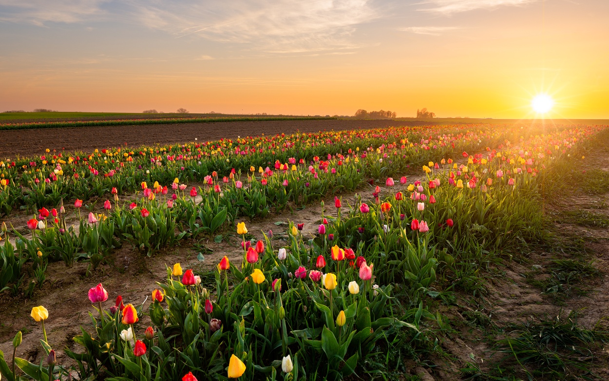 Tulpen Holand Niederlande